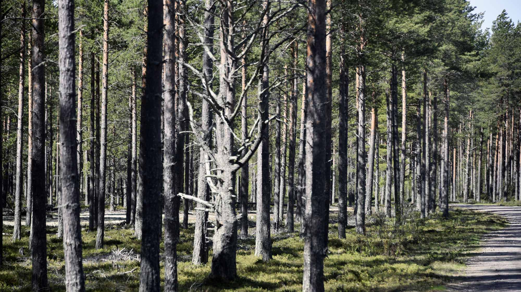 hailuoto-tietomaa-kierros-kuva-0044.jpg