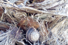 IMG-20190526-WA0006