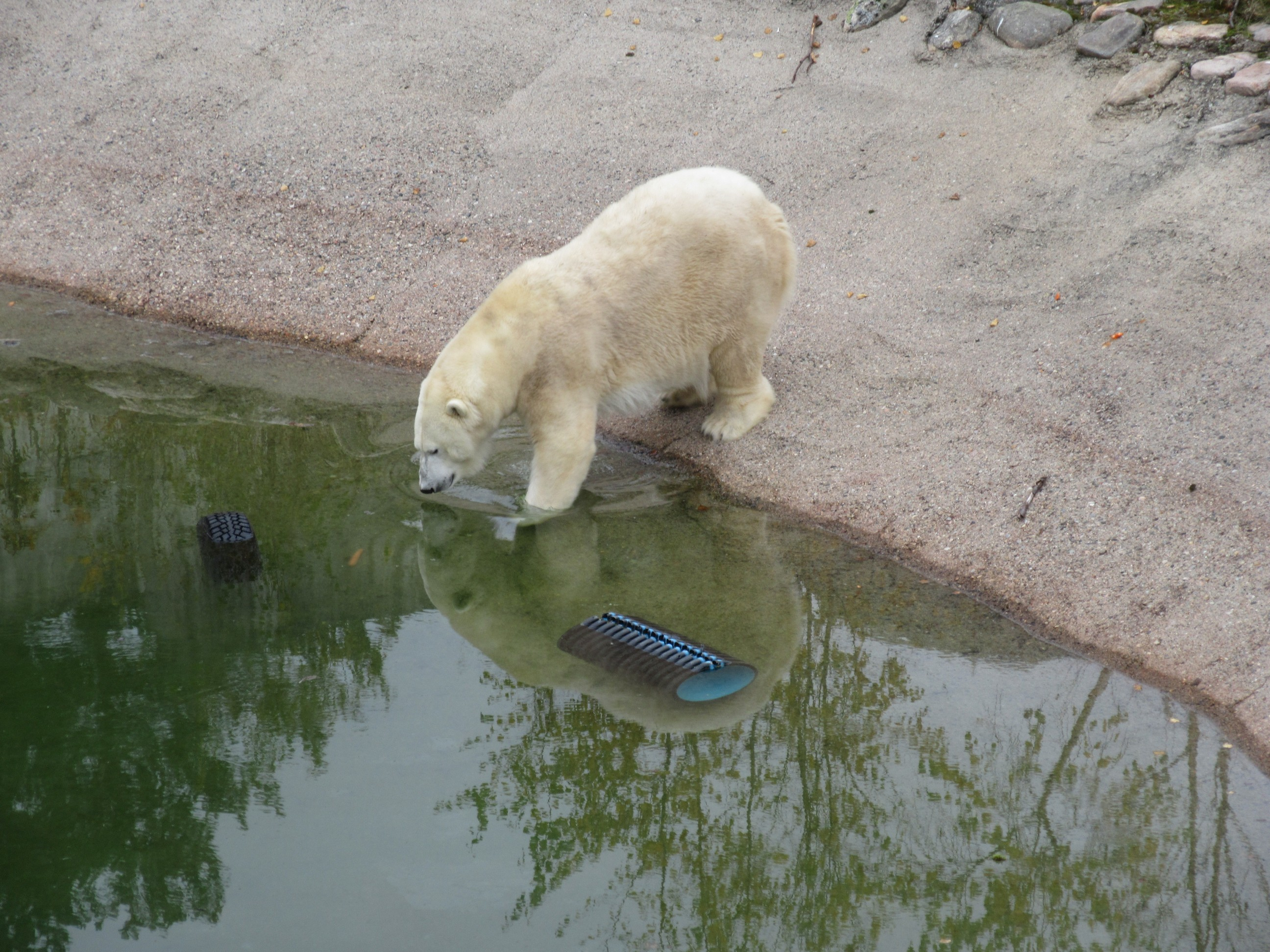 Ranuan eläinpuiston eläimiä, jääkarhu